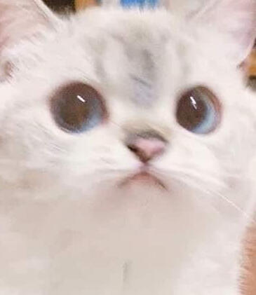 i just like this cat a lot sorry